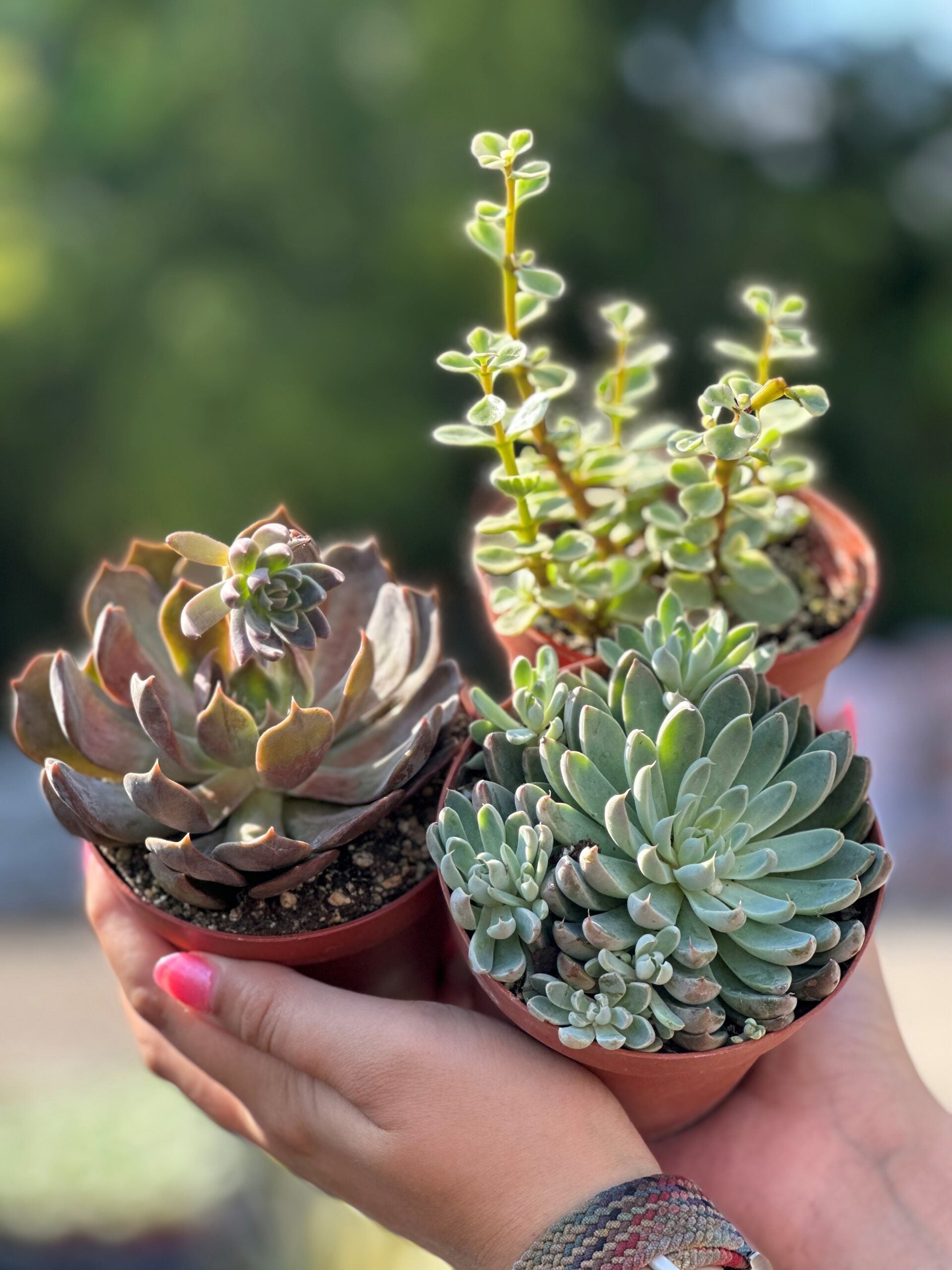 should you mulch succulents Succulent – Liberty Landscape Supply