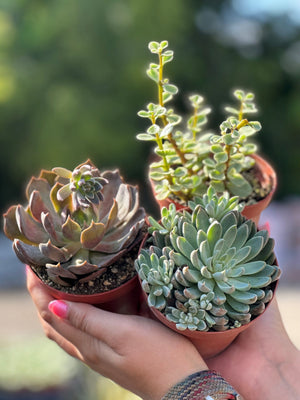 small succulent plant Succulent – Liberty Landscape Supply