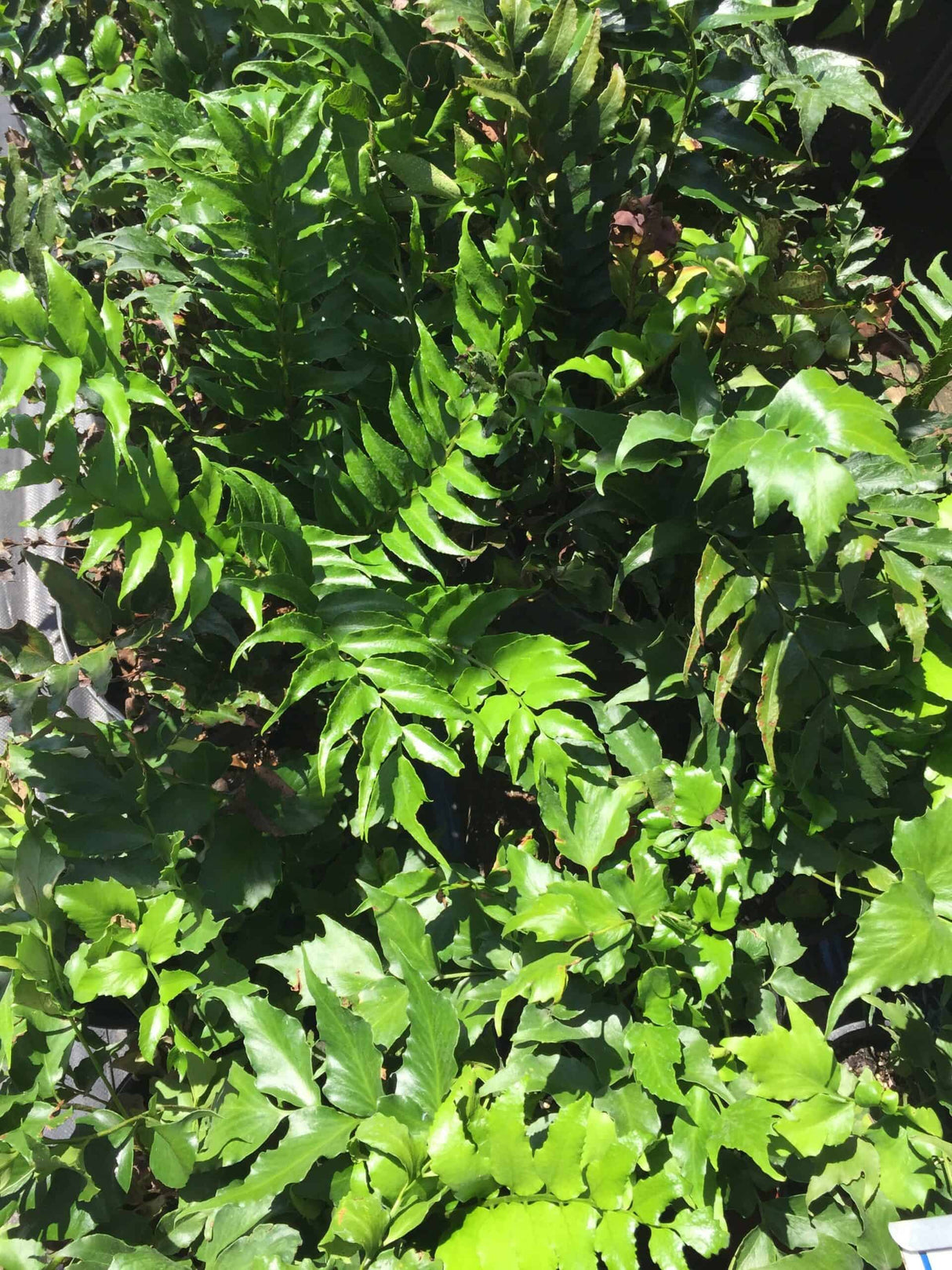 Holly Fern