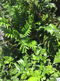 Holly Fern