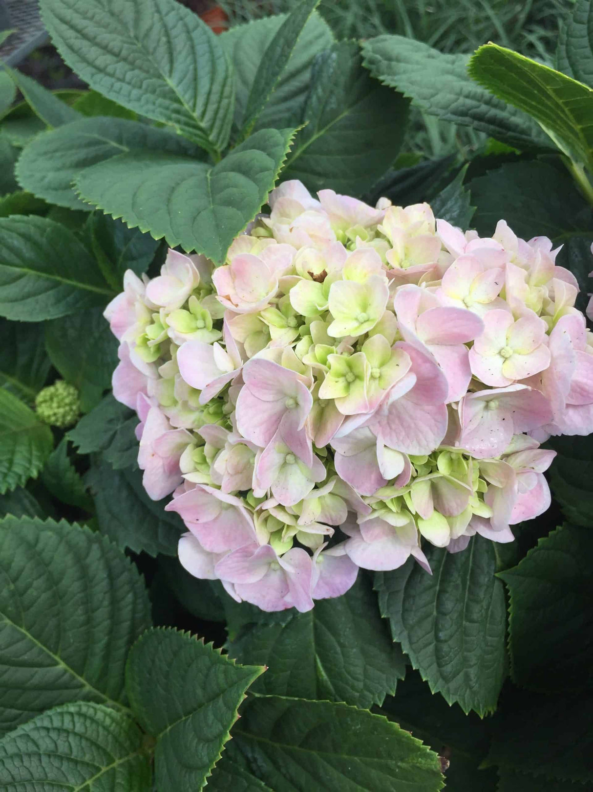 Hydrangea