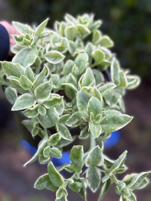 Close-up of a green leafy plant with a blurred background