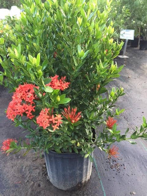 Ixora 3- gallon