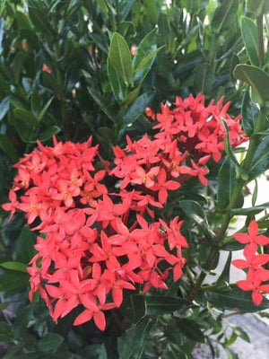 Ixora 3- gallon