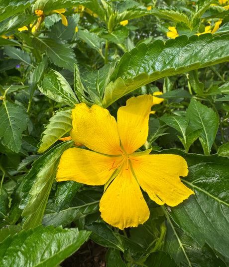 bright buttercup yellow turnera flower