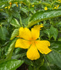 bright buttercup yellow turnera flower