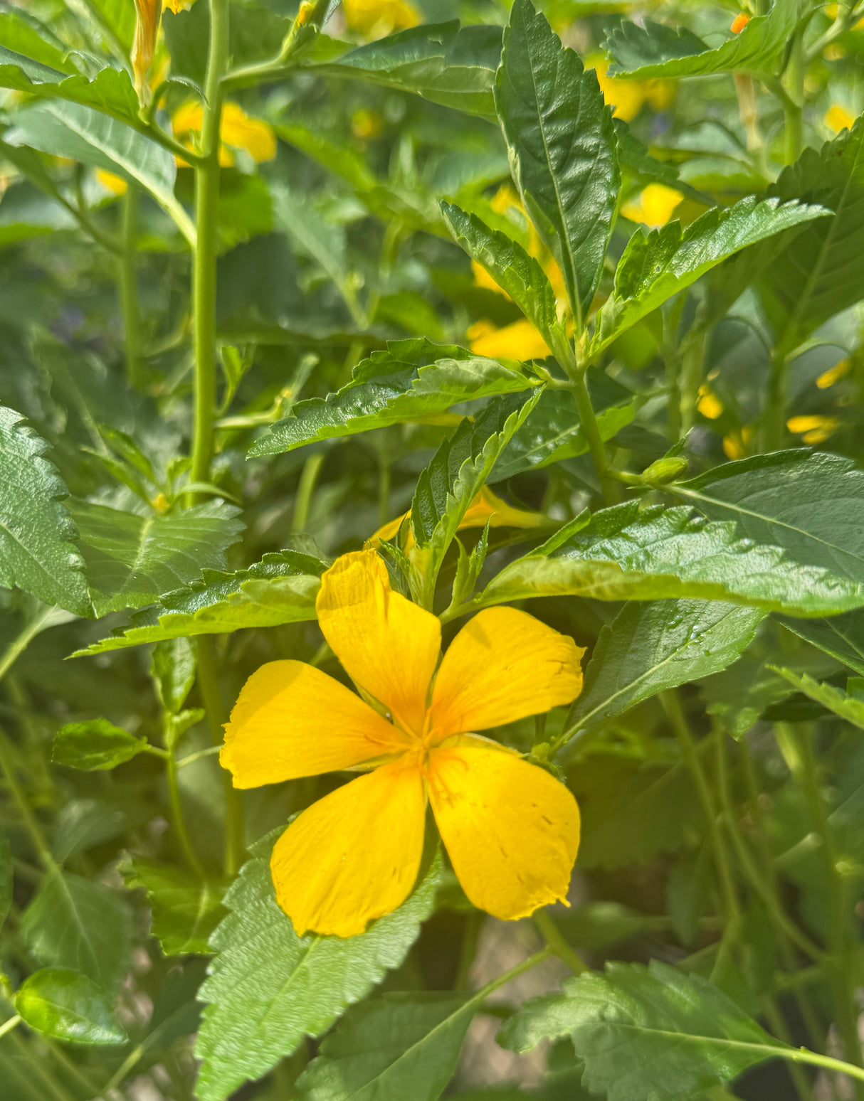 Turnera flower open with jagged green leaves