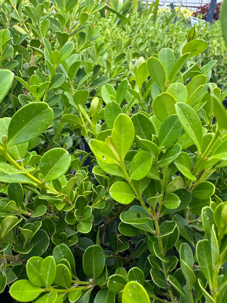 green, oval leaves of boxwood plant