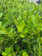 green, oval leaves of boxwood plant