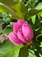 pink Japanese Magnolia flower on tree