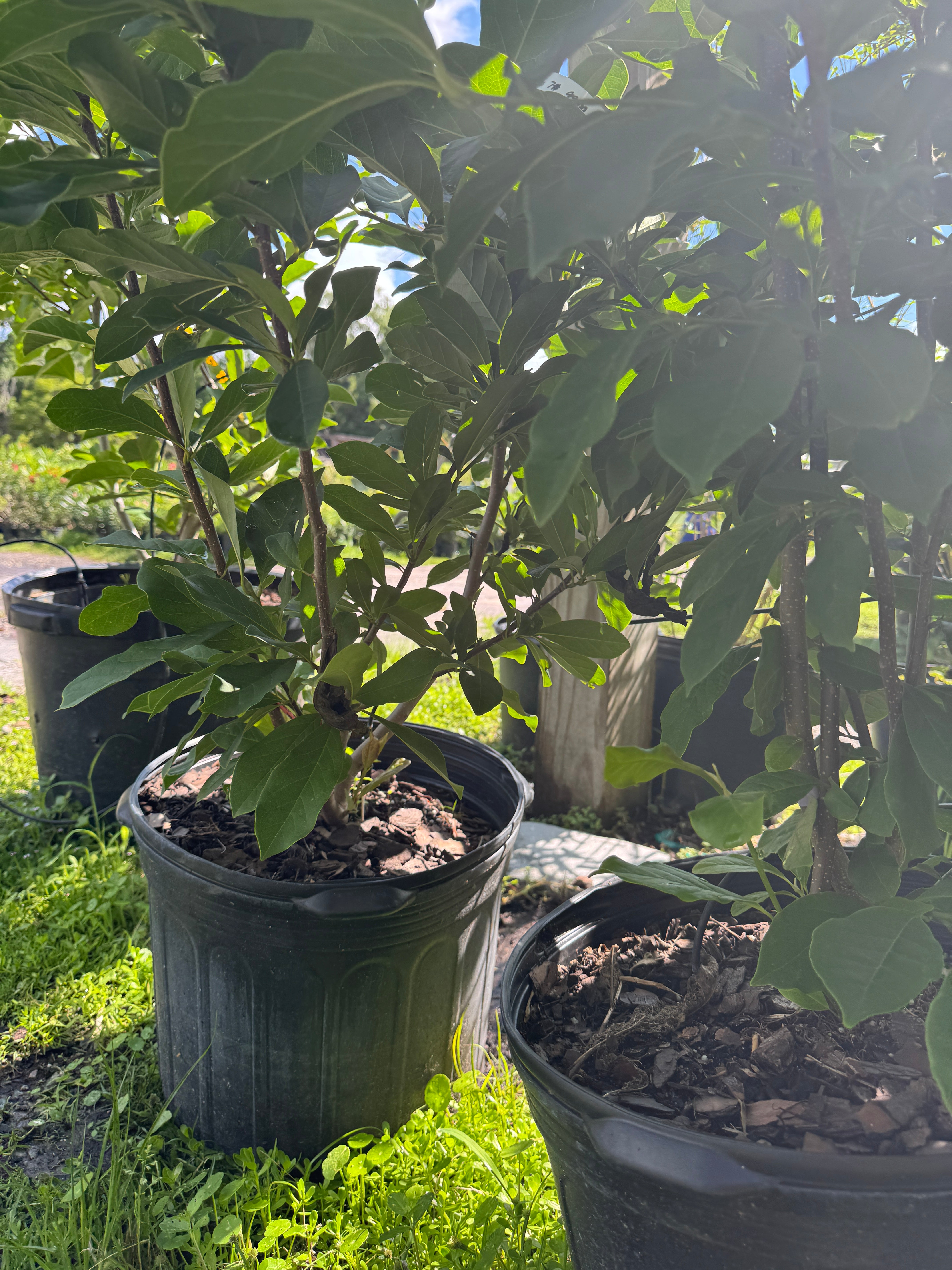 Japanese Magnolia – Liberty Landscape Supply