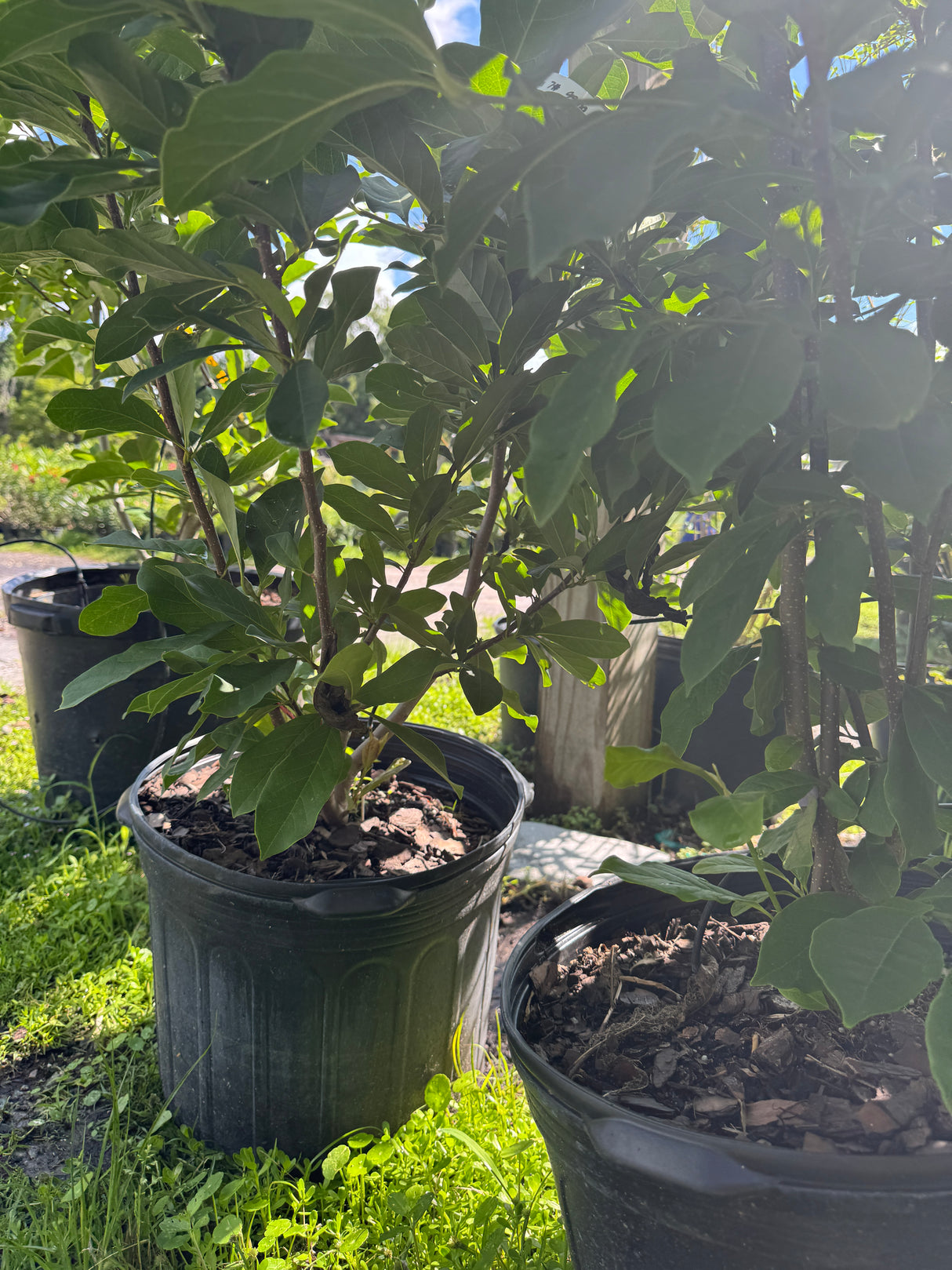 Japanese Magnolia trees at Liberty Landscape Supply