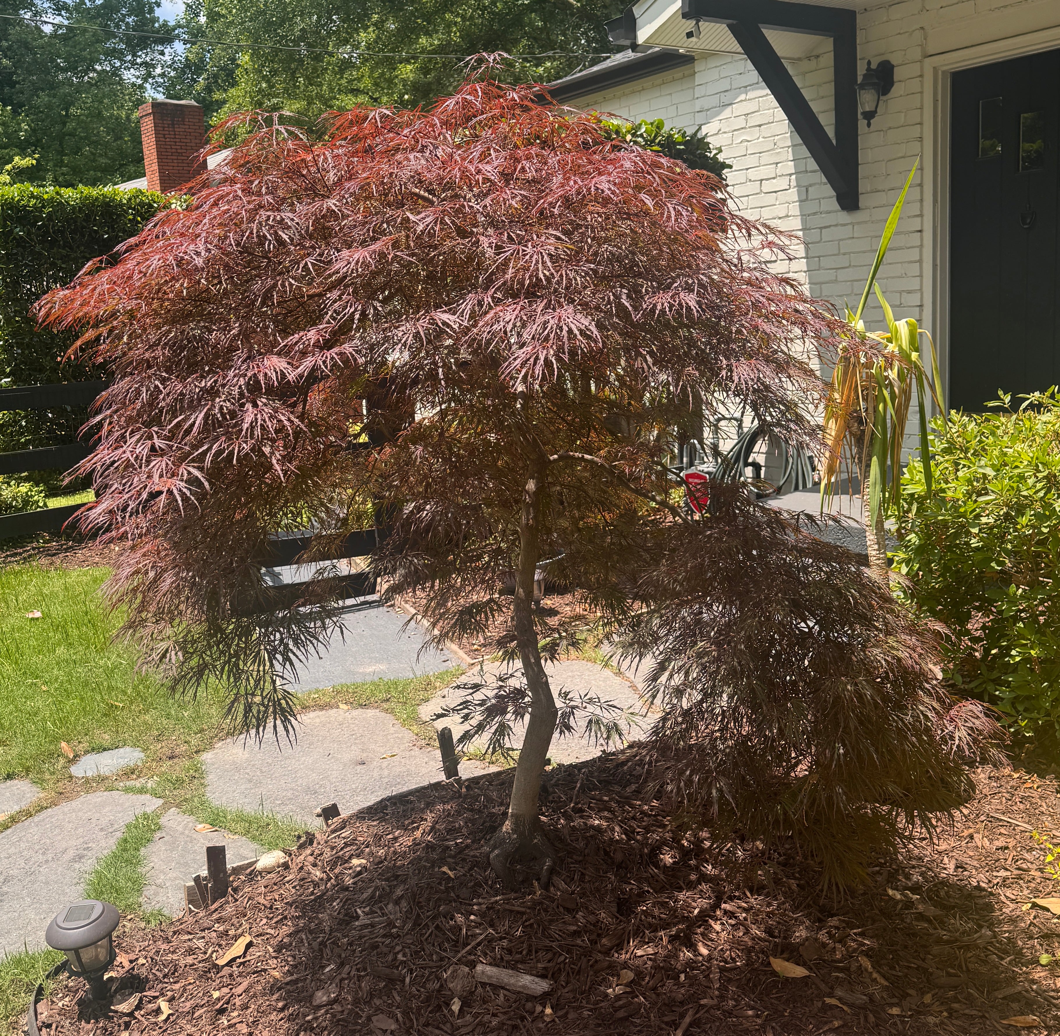 Japanese Maple – Liberty Landscape Supply