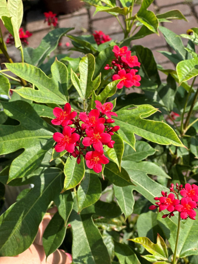 Jatropha