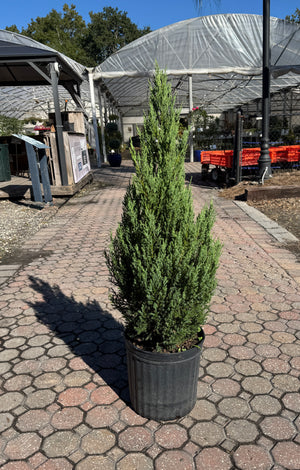 Potted blue point tree on a paved area with a greenhouse in the background