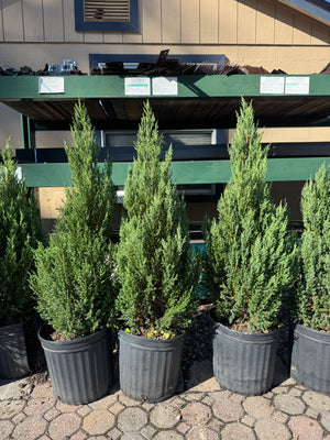 Top-down view of a building with green trees in front