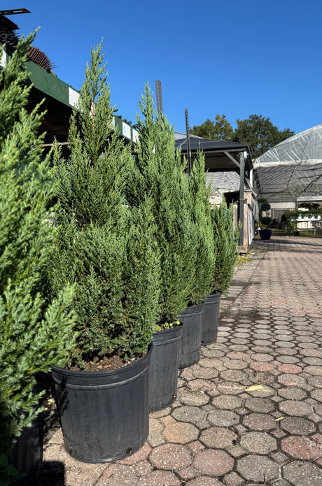 Row of potted juniper blue point trees on a paved walkway with a building and trees in the background.