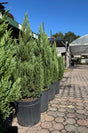 Row of potted juniper blue point trees on a paved walkway with a building and trees in the background.