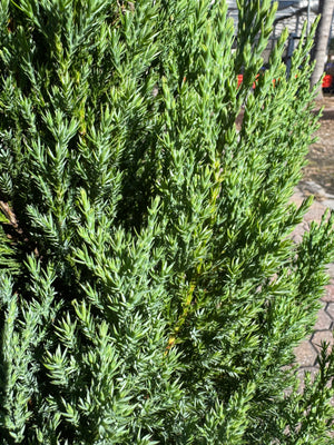 Green shrub with a blurred background
