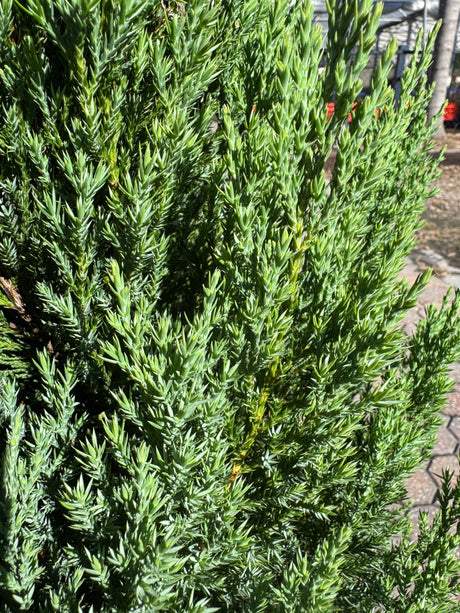 Green shrub with a blurred background