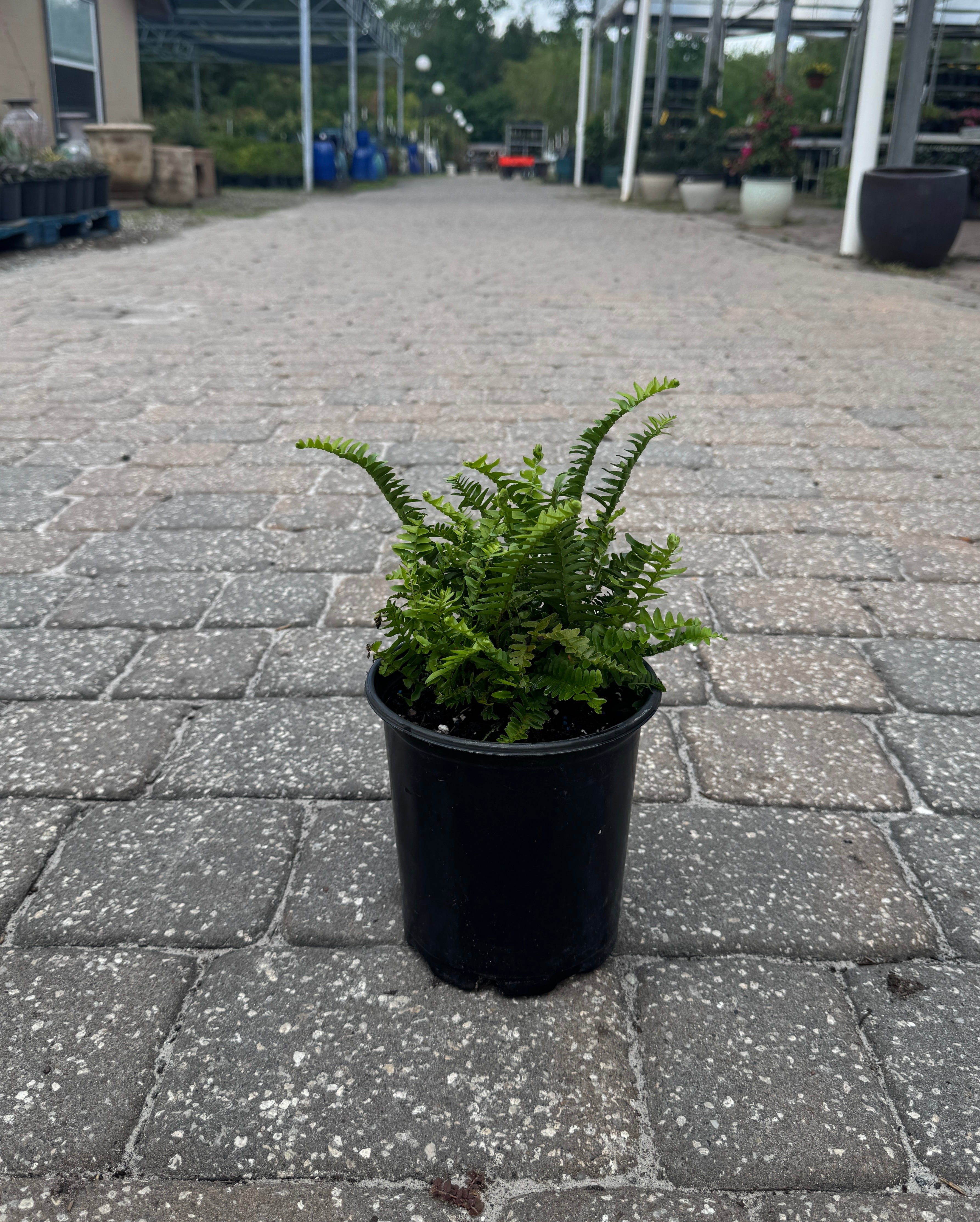 Kimberly Fern – Liberty Landscape Supply