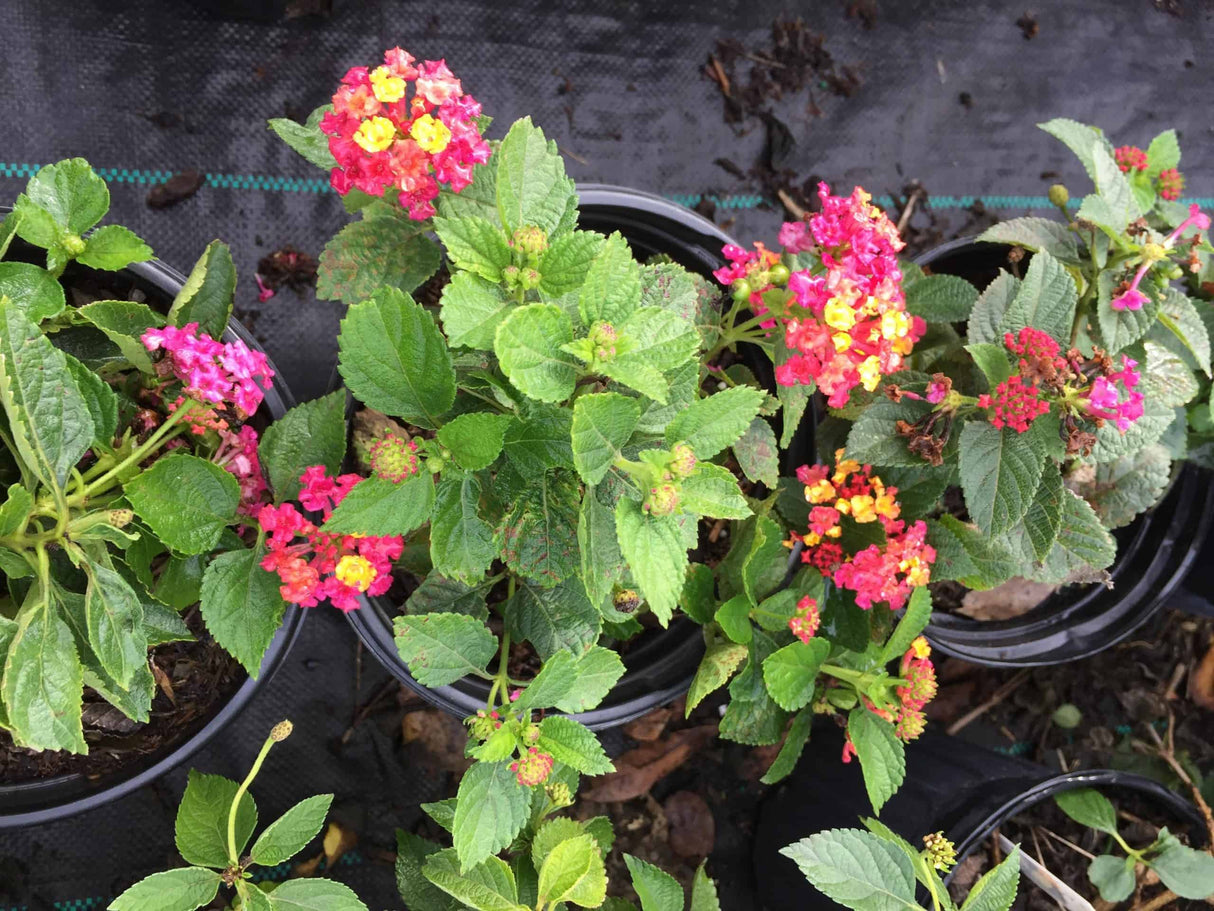 Lantana