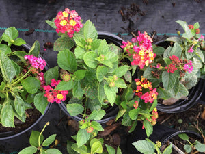 Lantana