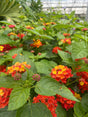 Lantana