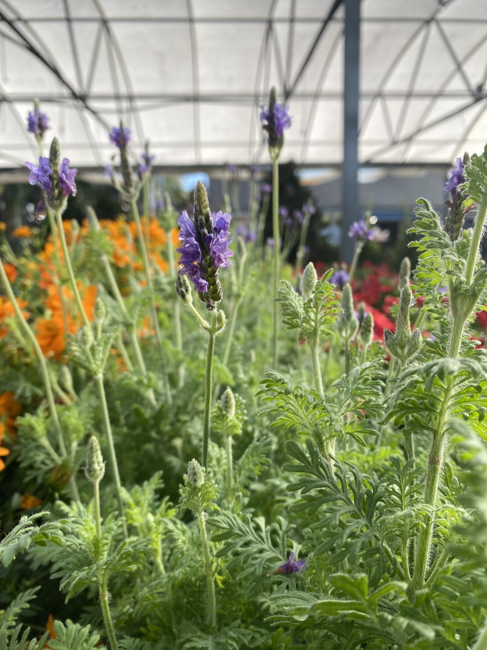 deliver lavender plant Lavender – Liberty Landscape Supply