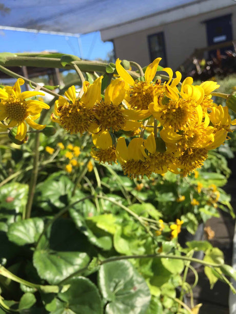 Leopard Plant