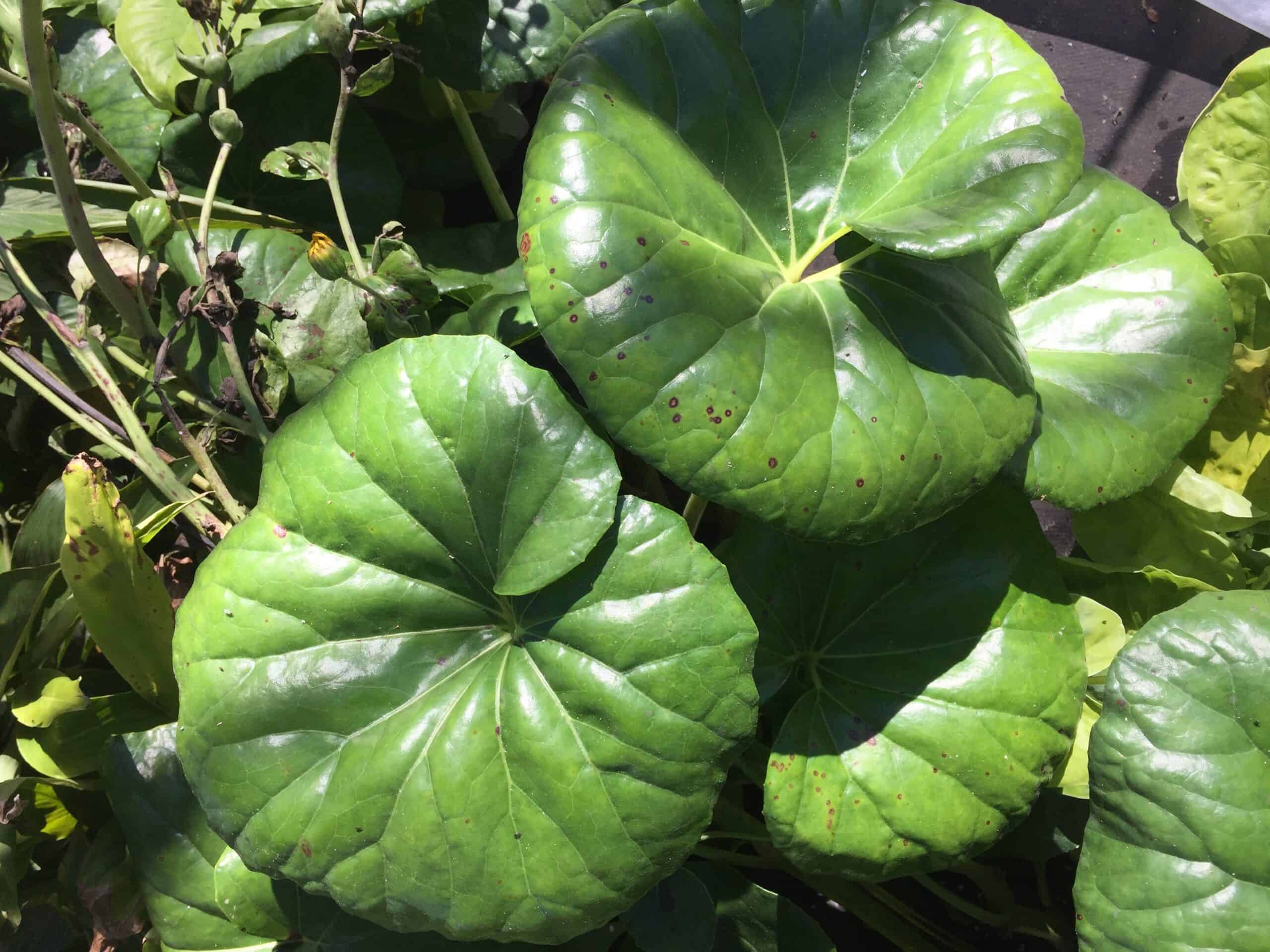 Leopard Plant – Liberty Landscape Supply