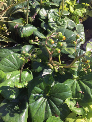 Leopard Plant