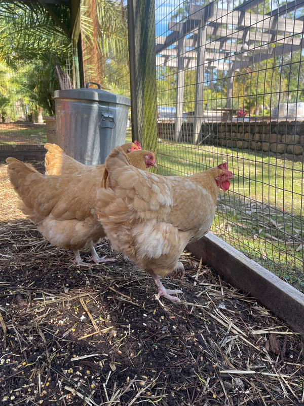 Two chickens in a coop with a wire fence and straw bedding.