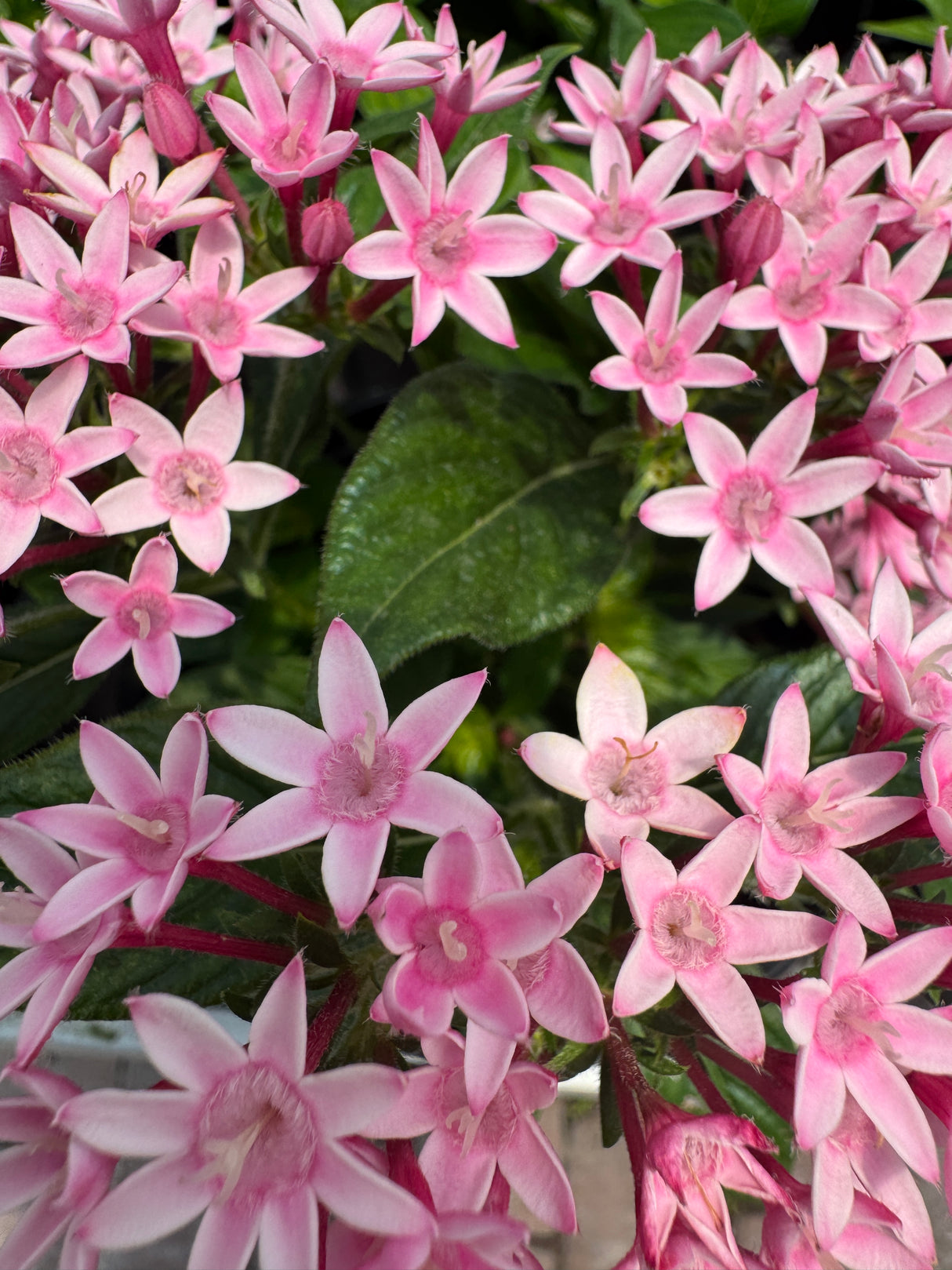 Pentas