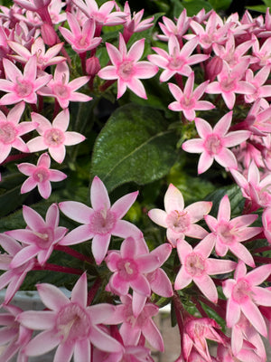 Pentas
