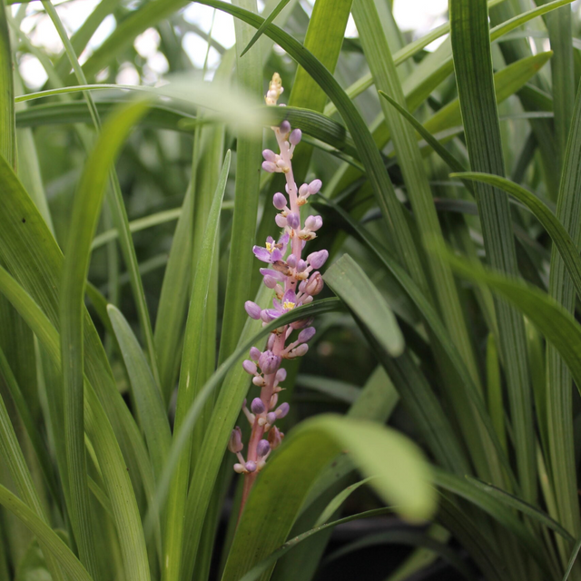 lavender variegated liriope plant Liriope – Liberty Landscape Supply