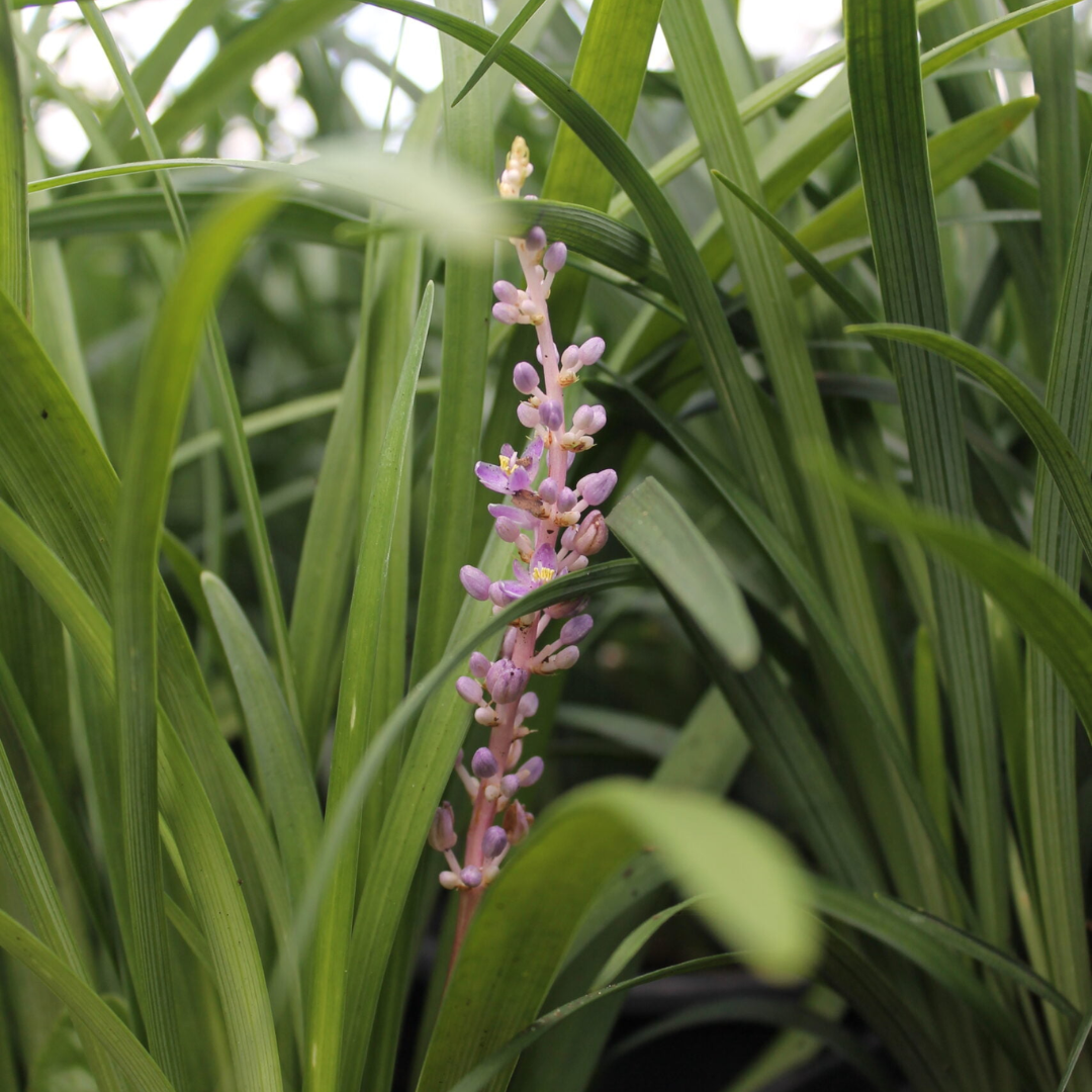 Liriope – Liberty Landscape Supply