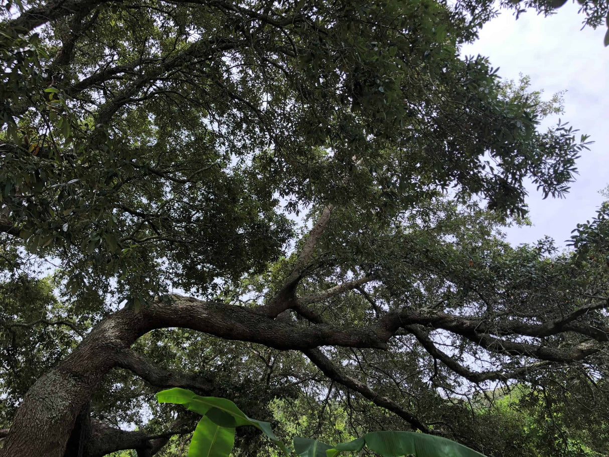 Live Oak