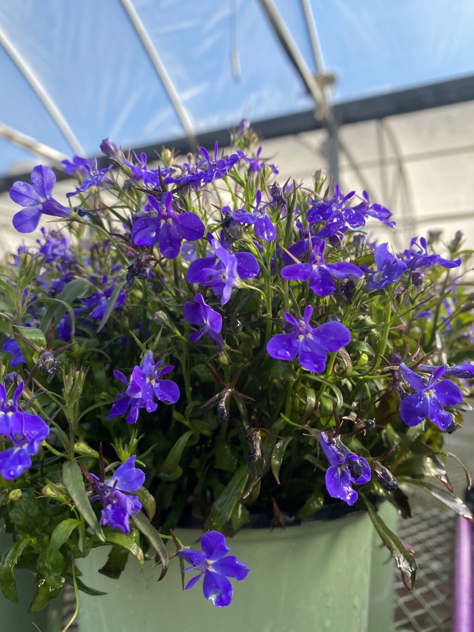 lobelia hanging plants Lobelia – Liberty Landscape Supply