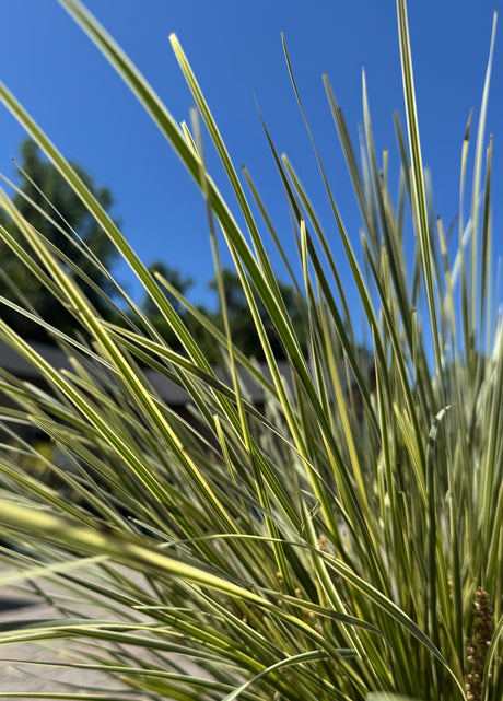Lomandra Platinum Beauty up close of plant