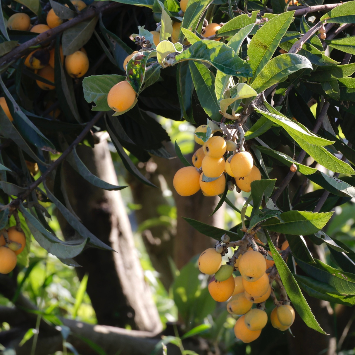 Loquat