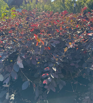 Loropetalum