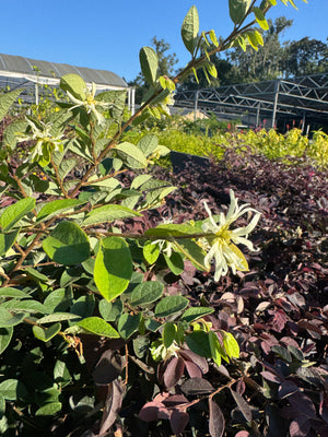 Loropetalum
