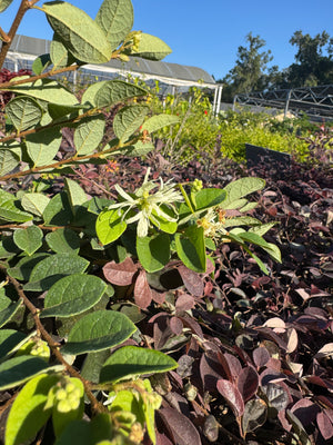 Loropetalum