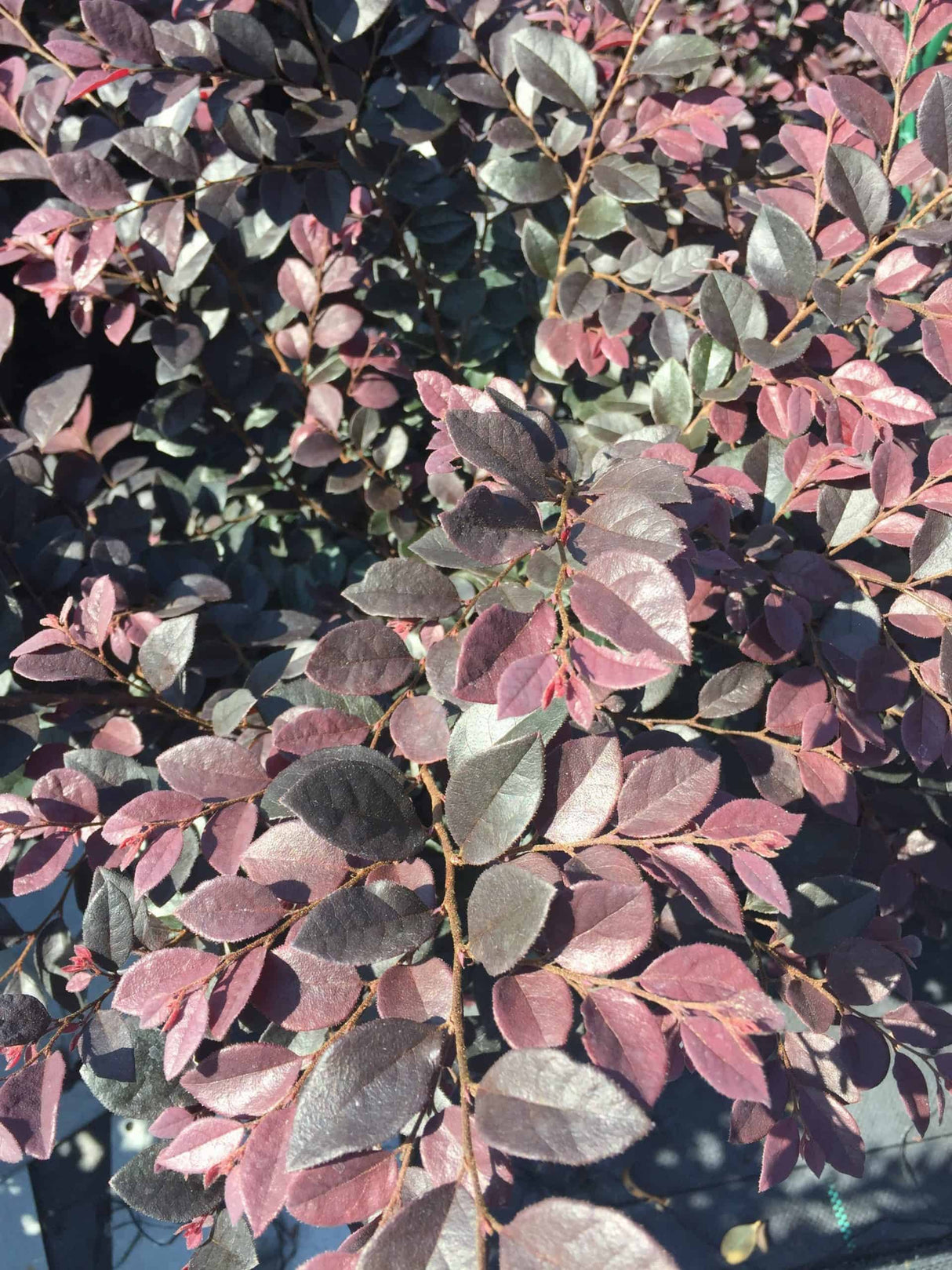 Loropetalum