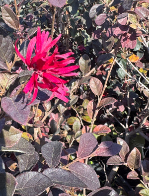 Loropetalum