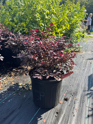 Loropetalum