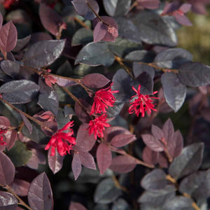 Loropetalum