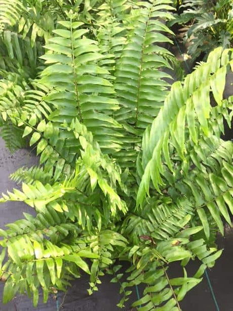 Macho Fern