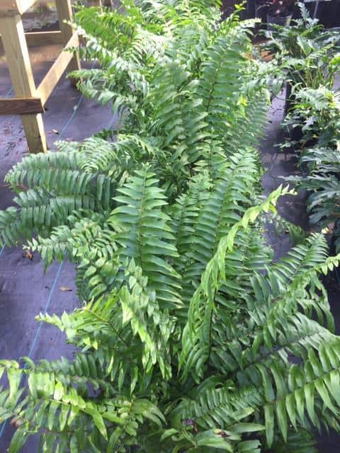 Macho Fern